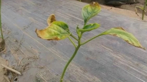 鸡粪发酵不完全，将会造成这种伤害，有这种状况的一定要当心了